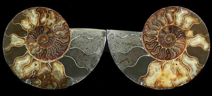 Cut & Polished Ammonite Fossil - Agatized #47715